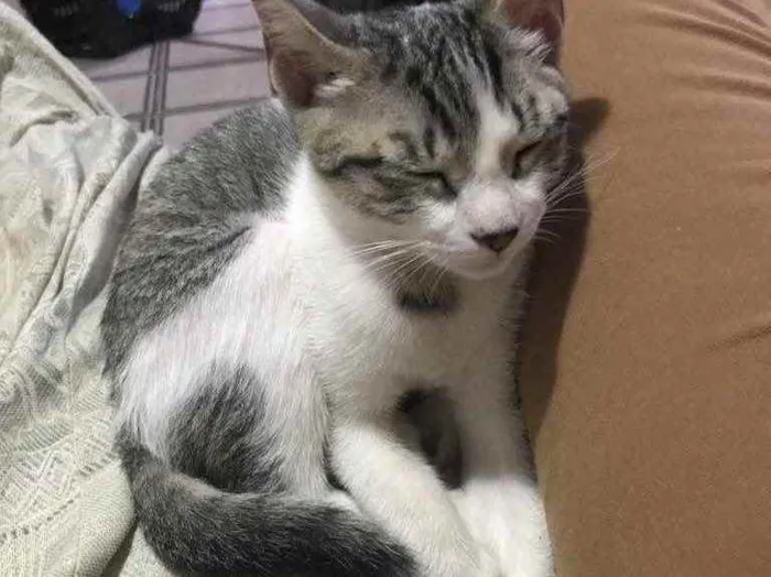 Gato ra a SRD idade 2 a 6 meses nome Gatinha