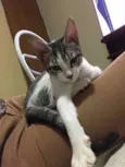 Gatinha