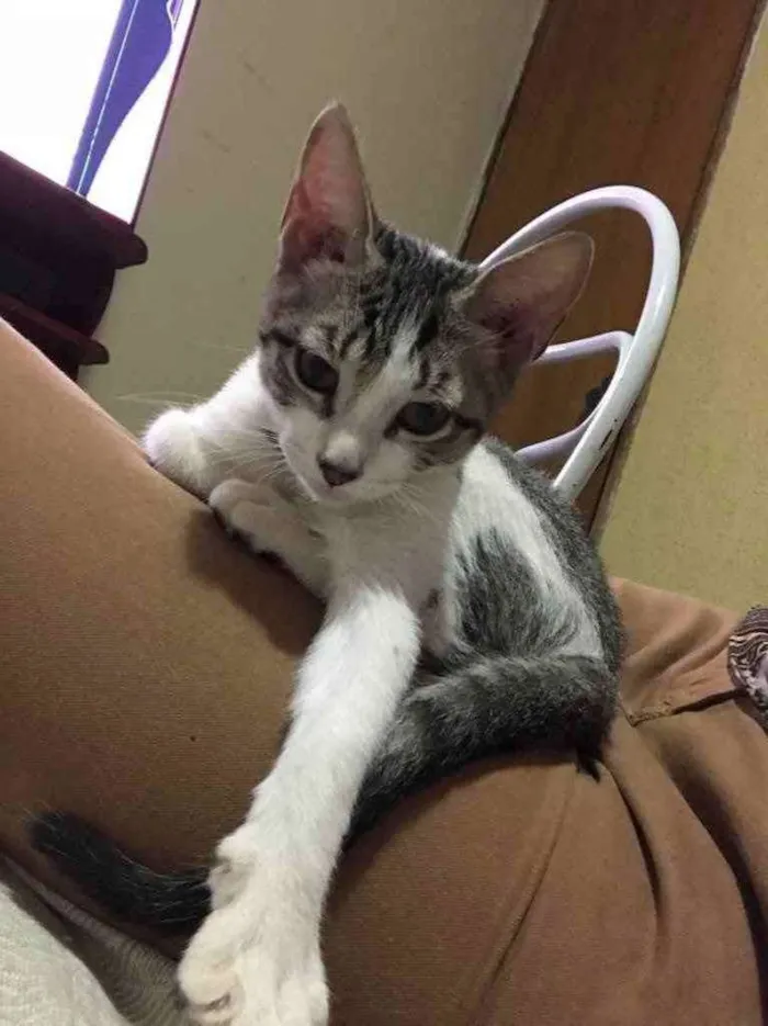 Gato ra a SRD idade 2 a 6 meses nome Gatinha