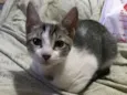 Gatinha