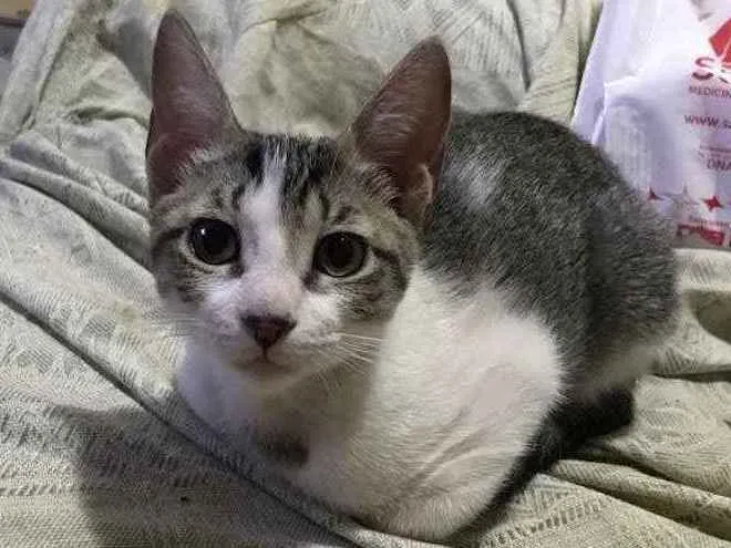 Gato ra a SRD idade 2 a 6 meses nome Gatinha