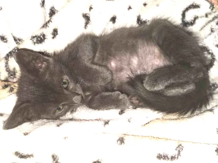 Gato ra a SRD idade 2 a 6 meses nome Baraki