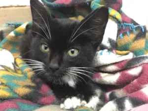 Gato raça SRD idade Abaixo de 2 meses nome Sirius Black