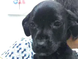 Cachorro raça SRD idade 2 a 6 meses nome Filhote da Pérola 