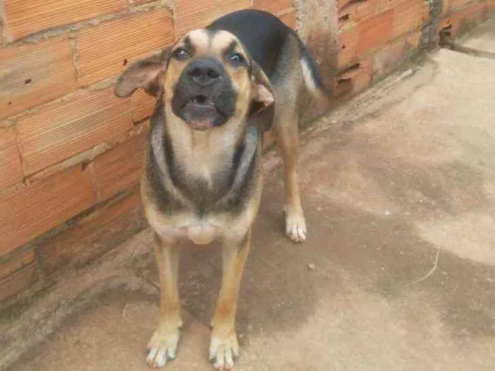 Cachorro ra a Indefinida idade 7 a 11 meses nome Pretinha