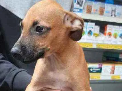 Cachorro ra a SRD idade 2 a 6 meses nome Ben