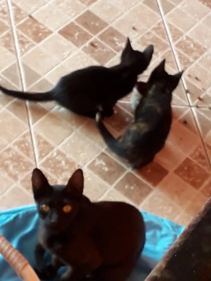 Gato ra a SRD-ViraLata idade Abaixo de 2 meses nome Filhotinhos de gato