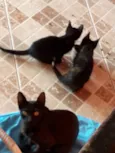 Filhotinhos de gato