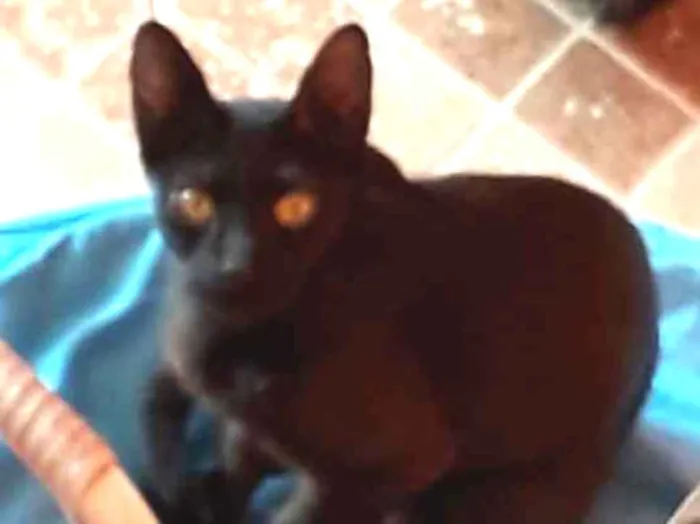 Gato ra a SRD-ViraLata idade Abaixo de 2 meses nome Filhotinhos de gato