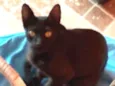 Filhotinhos de gato