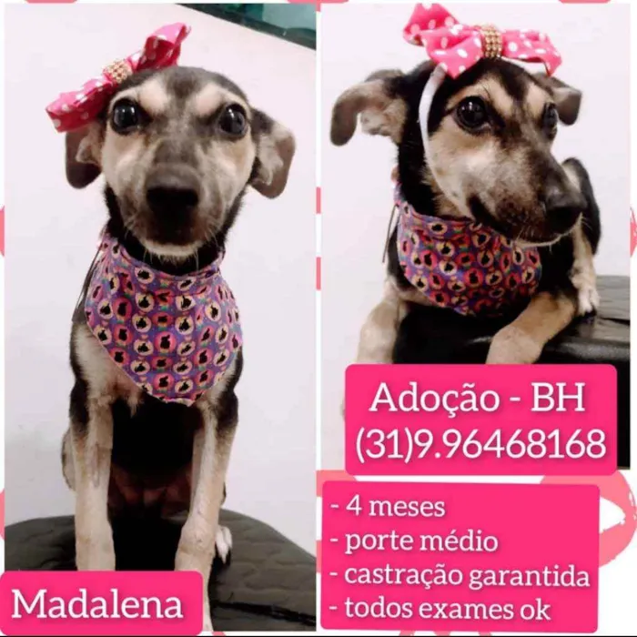 Cachorro raça SRD idade 2 a 6 meses nome Madalena