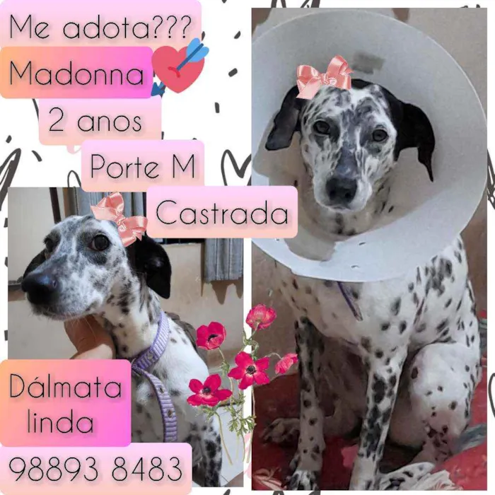 Cachorro raça SRD idade 2 anos nome Madonna