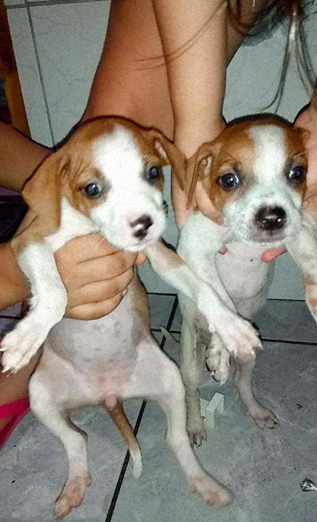 Cachorro ra a  idade Abaixo de 2 meses nome Não tem nomes ainda.