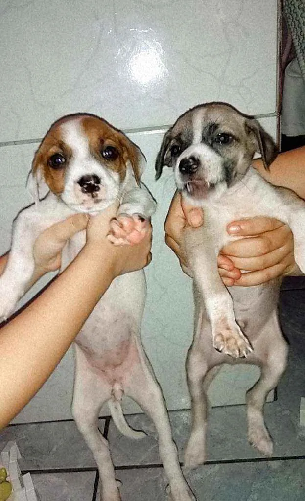 Cachorro ra a  idade Abaixo de 2 meses nome Não tem nomes ainda.