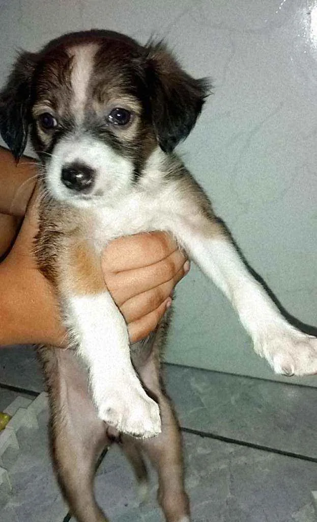 Cachorro ra a  idade Abaixo de 2 meses nome Não tem nomes ainda.