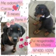 Cacau