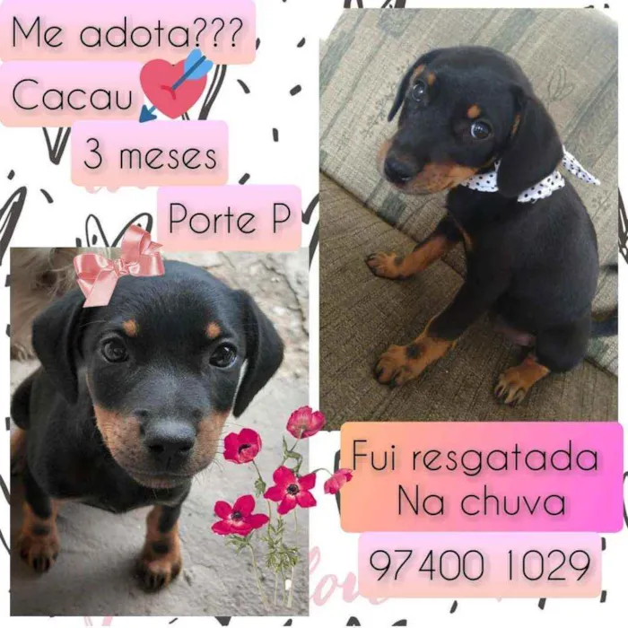 Cachorro raça SRD idade 2 a 6 meses nome Cacau