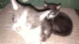 Pipo e Lua