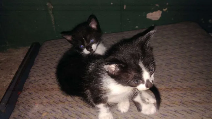 Gato ra a Vira  idade Abaixo de 2 meses nome Pipo e Lua