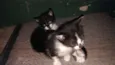 Pipo e Lua