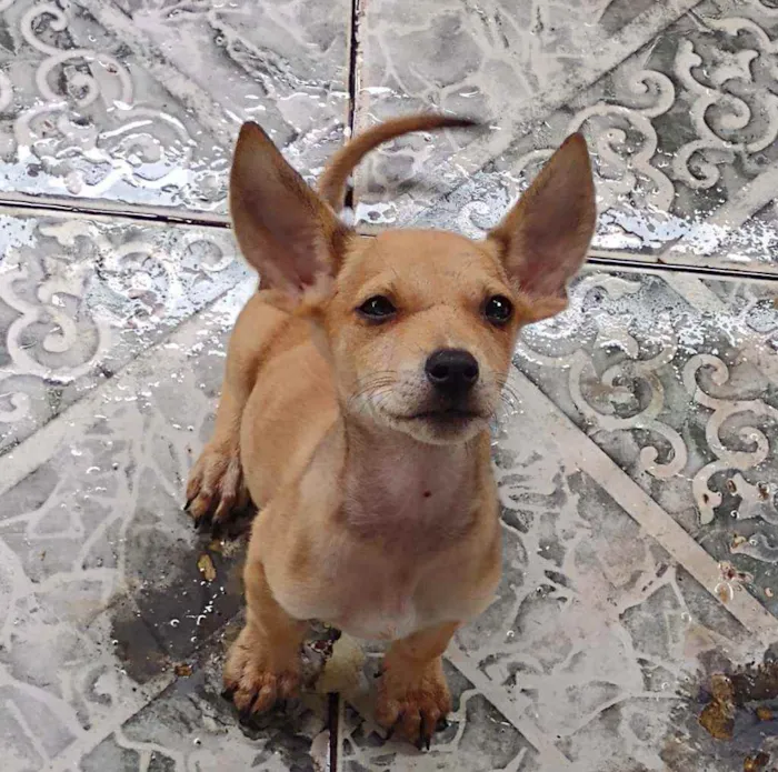 Cachorro ra a Vira lata idade 2 a 6 meses nome Sem nome