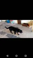 Pretinha