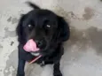Pretinha