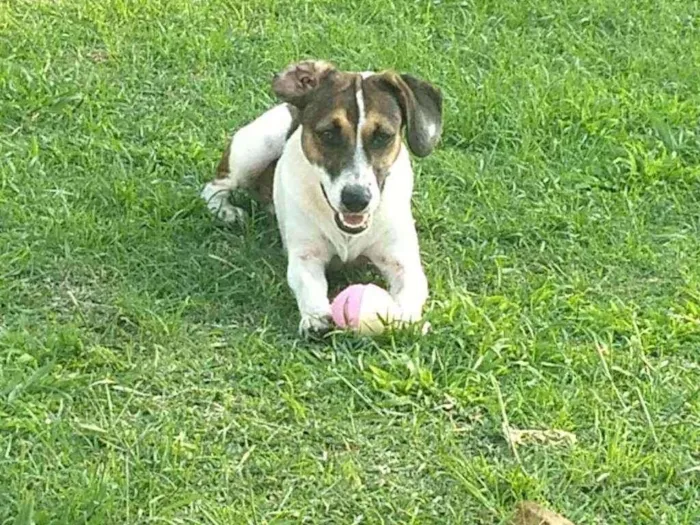 Cachorro raça Srd idade 1 ano nome Poli