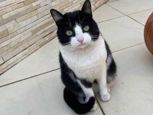 Gato raça Frajola idade 1 ano nome Gatita