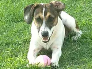 Cachorro raça Srd idade 1 ano nome Poli