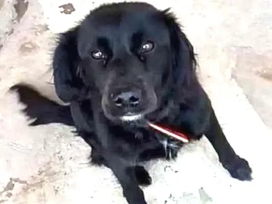 Cachorro ra a Srd idade 3 anos nome Pretinha