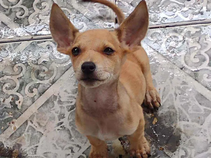 Cachorro ra a Vira lata idade 2 a 6 meses nome Sem nome