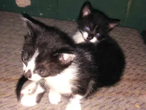 Gato raça Vira  idade Abaixo de 2 meses nome Pipo e Lua