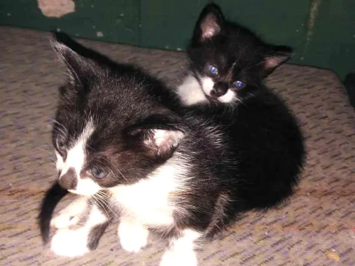 Gato ra a Vira  idade Abaixo de 2 meses nome Pipo e Lua
