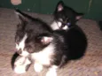 Pipo e Lua