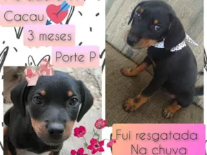 Cachorro raça SRD idade 2 a 6 meses nome Cacau