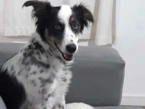 Cachorro raça SRD idade 7 a 11 meses nome Levi (Ackerman) 