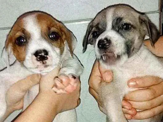 Cachorro ra a  idade Abaixo de 2 meses nome Não tem nomes ainda.