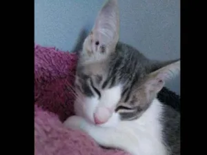Gato raça  idade 2 a 6 meses nome Mia
