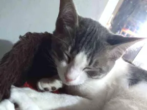 Gato raça  idade 2 a 6 meses nome Mia