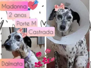 Cachorro raça SRD idade 2 anos nome Madonna