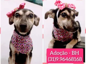 Cachorro raça SRD idade 2 a 6 meses nome Madalena