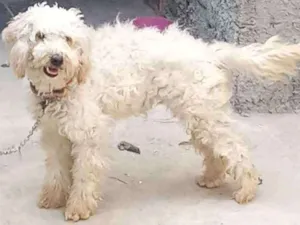 Cachorro raça Poodle idade 2 anos nome LILICA