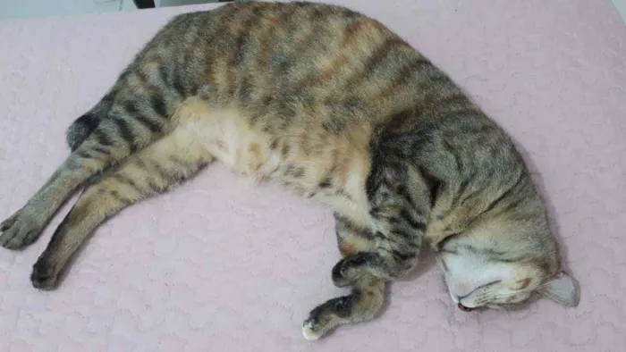 Gato raça Sem raça definida  idade 1 ano nome Nina