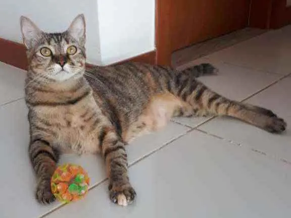 Gato raça Sem raça definida  idade 1 ano nome Nina