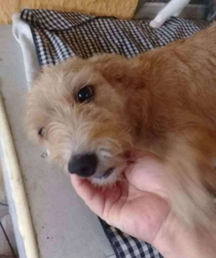 Cachorro ra a SRD idade 1 ano nome Lara
