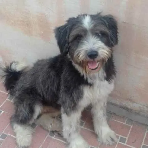 Cachorro ra a SRD idade 1 ano nome Bruce