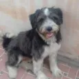 Bruce