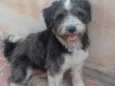 Bruce