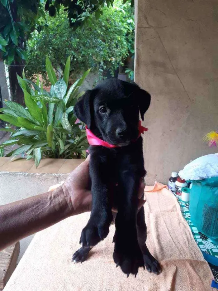 Cachorro ra a SRD idade 2 a 6 meses nome Bia 